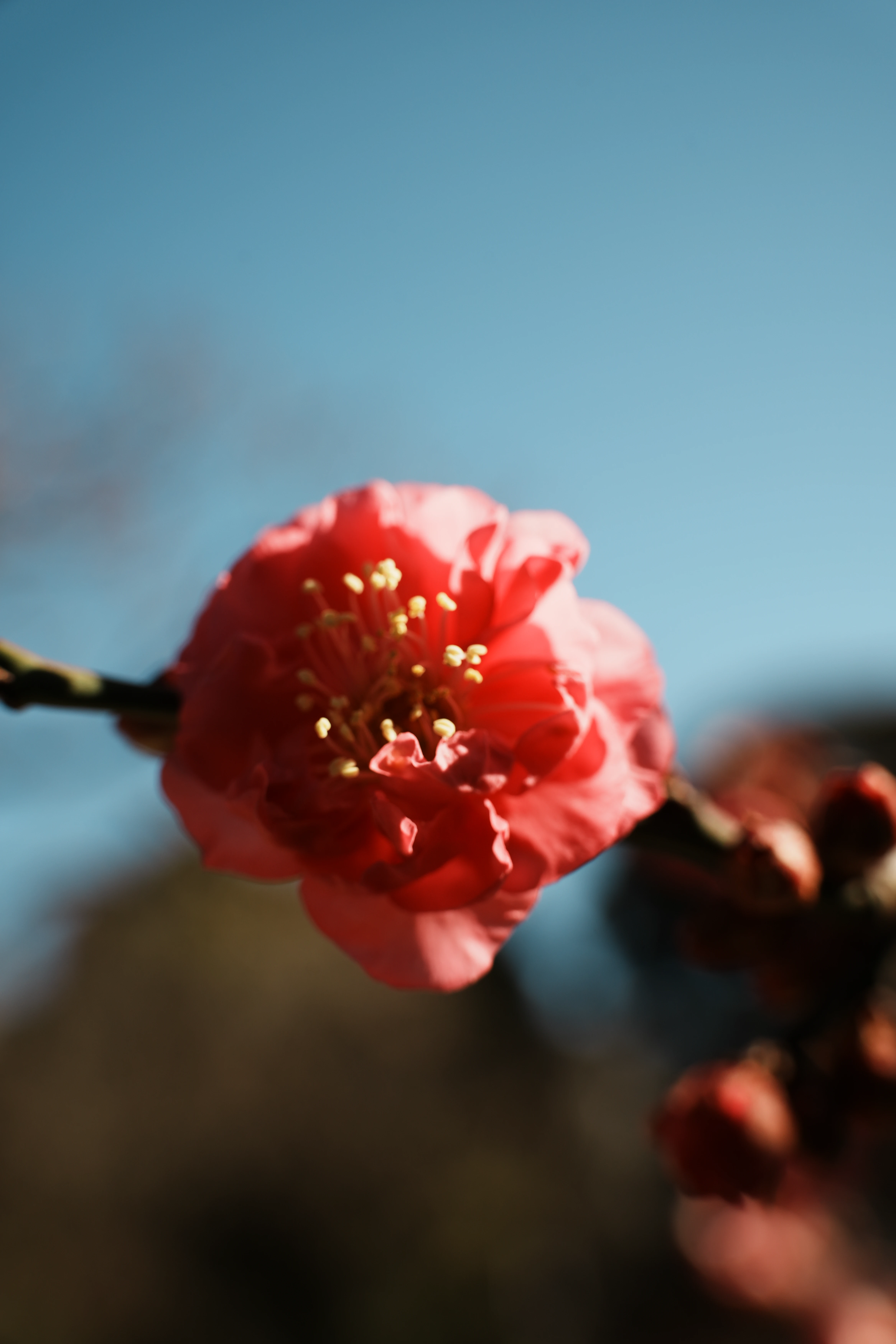 A blossom against the blue sky