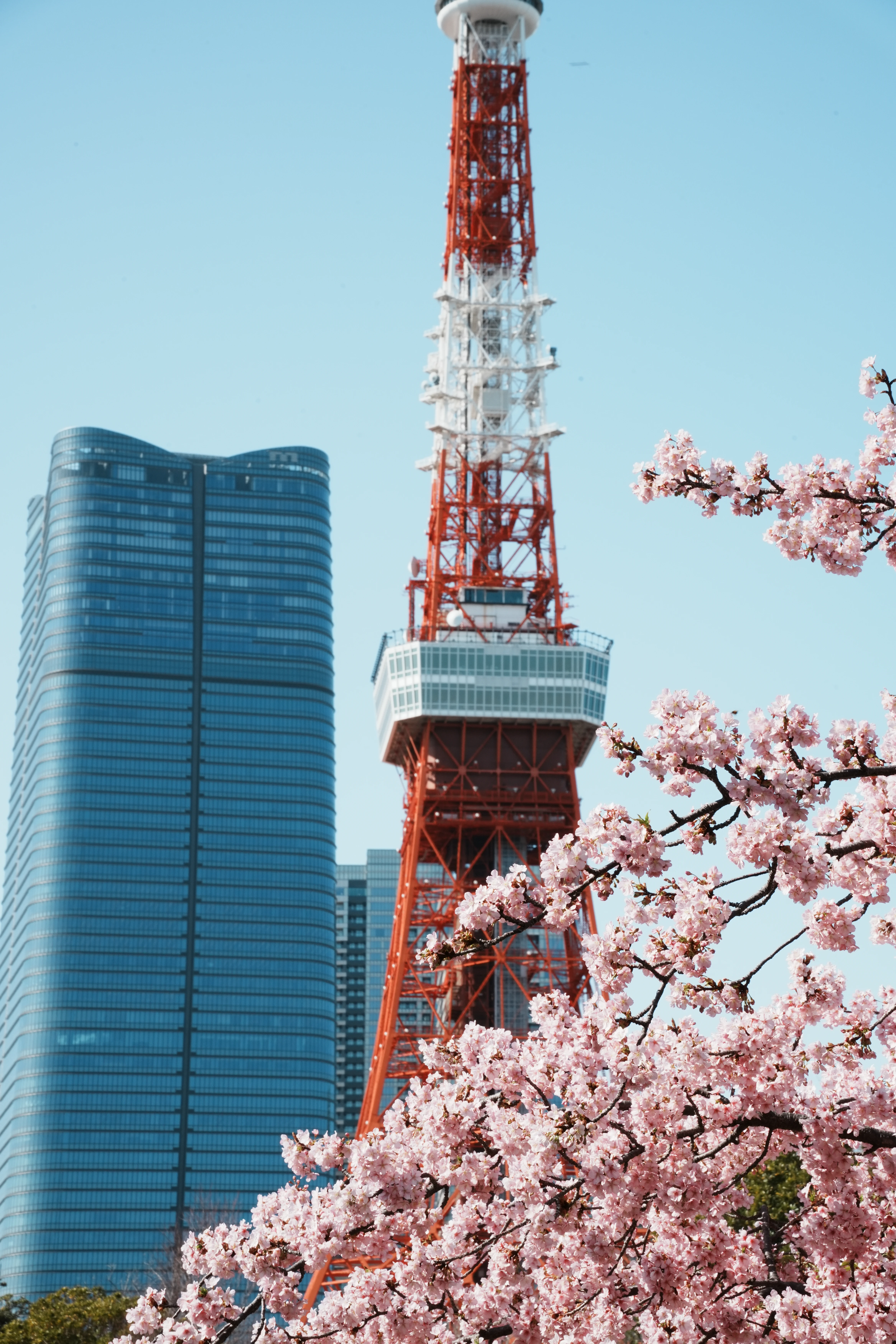 Tokyo Tower through the blossoms