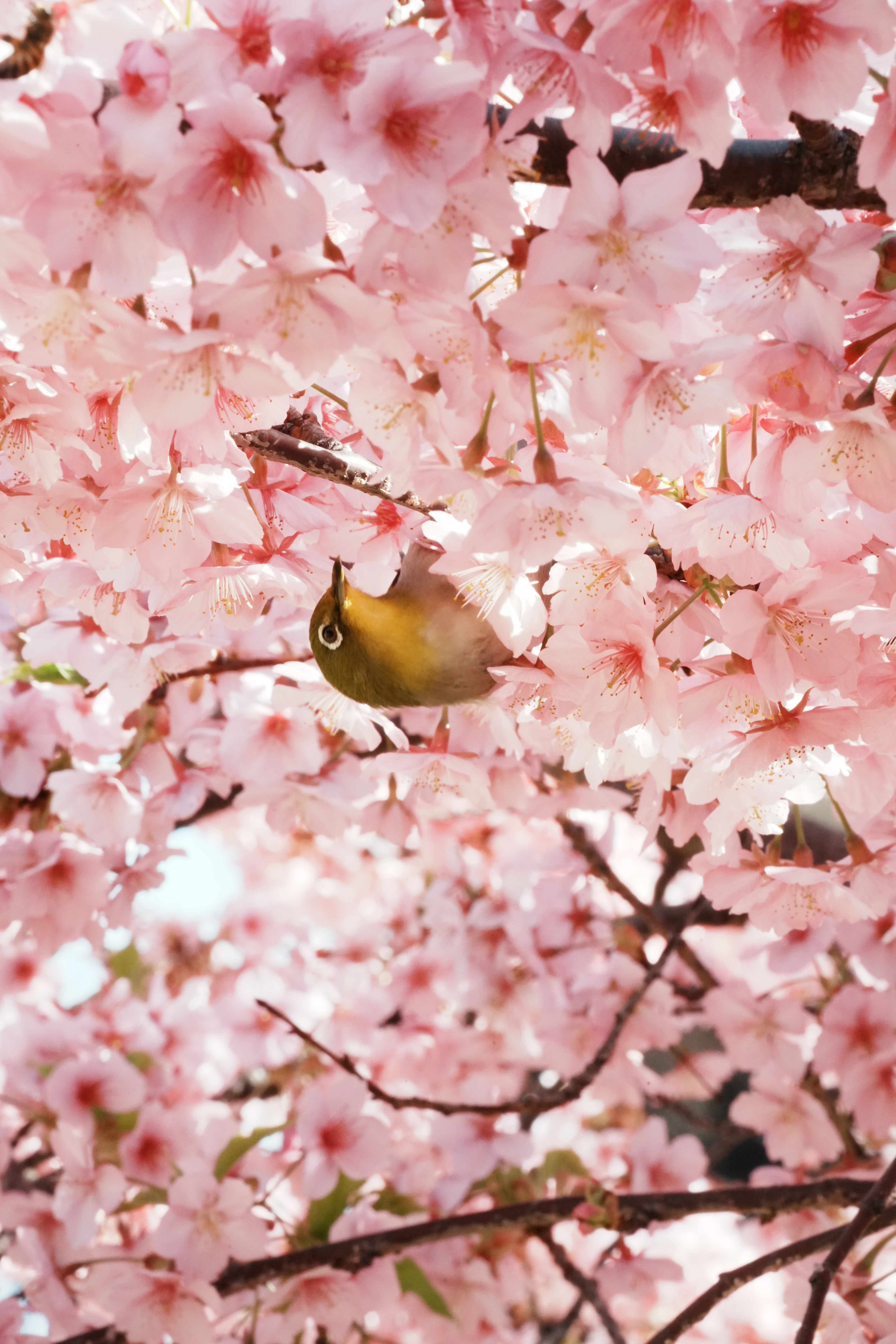 A small visitor among the blossoms