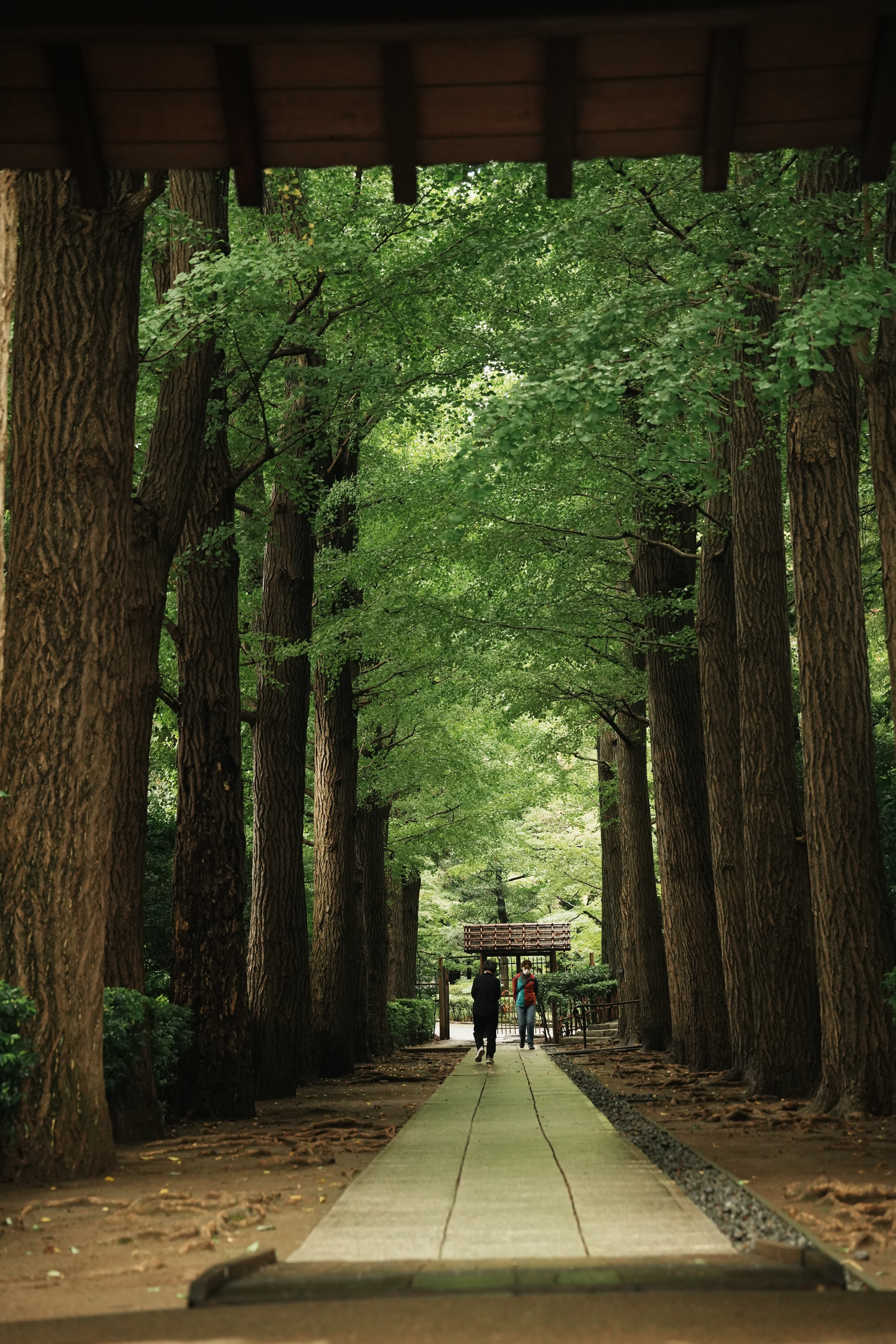 A walk beneath tall trees