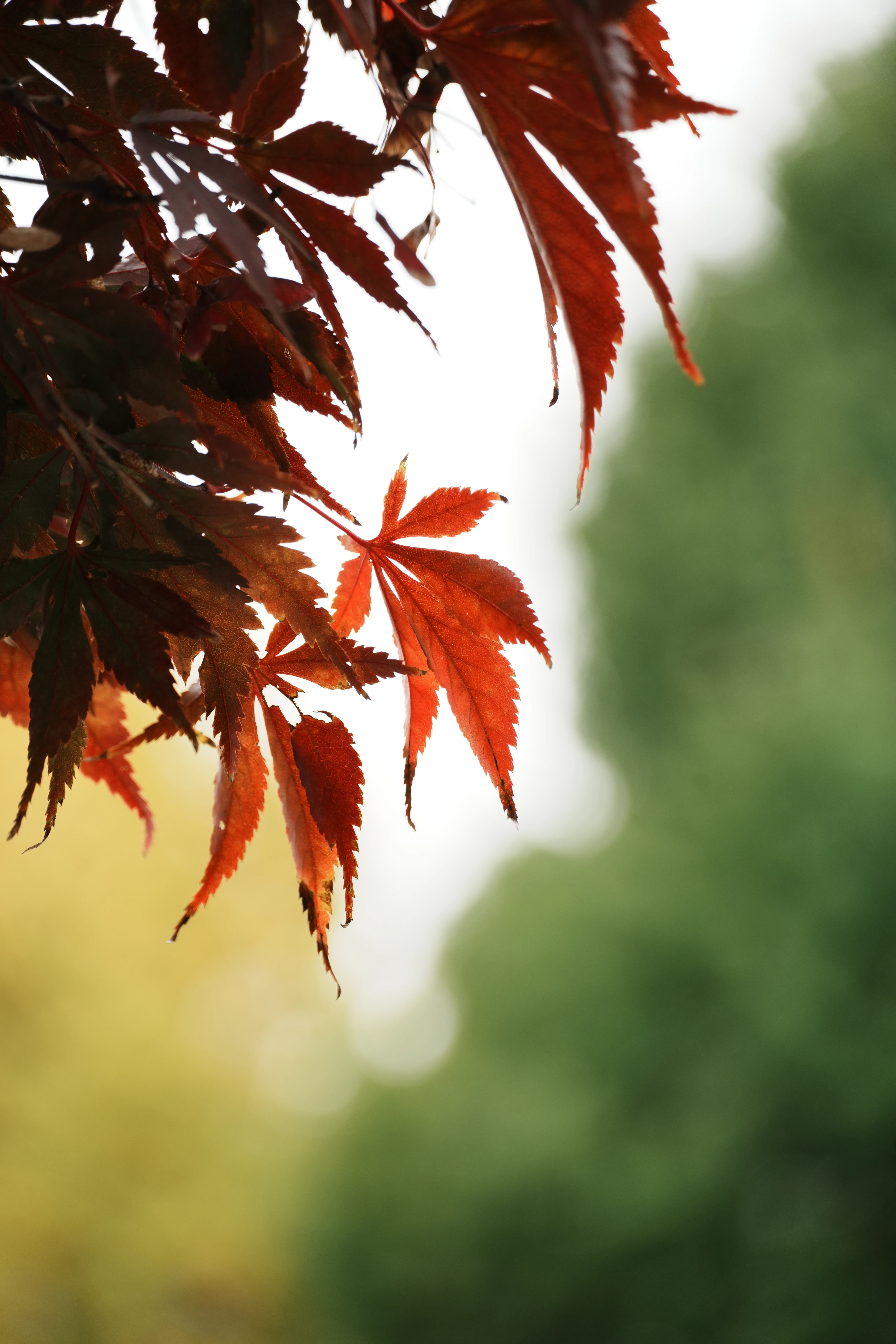 Autumn, up close